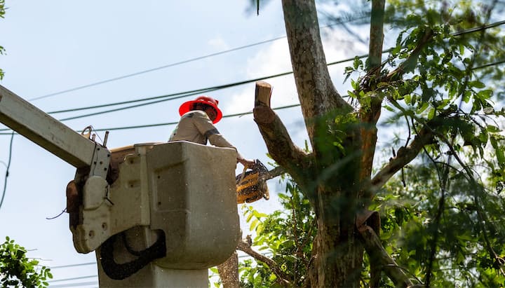 tree service andover