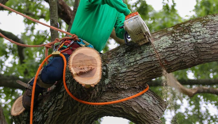 tree service andover