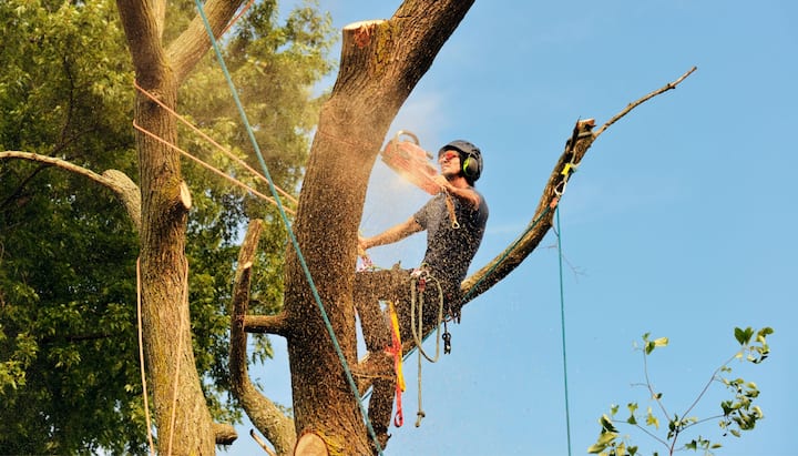 tree service andover