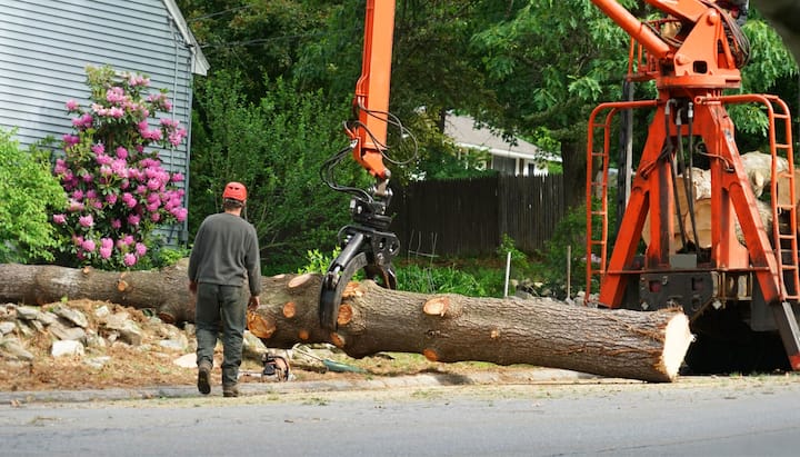 andover tree service