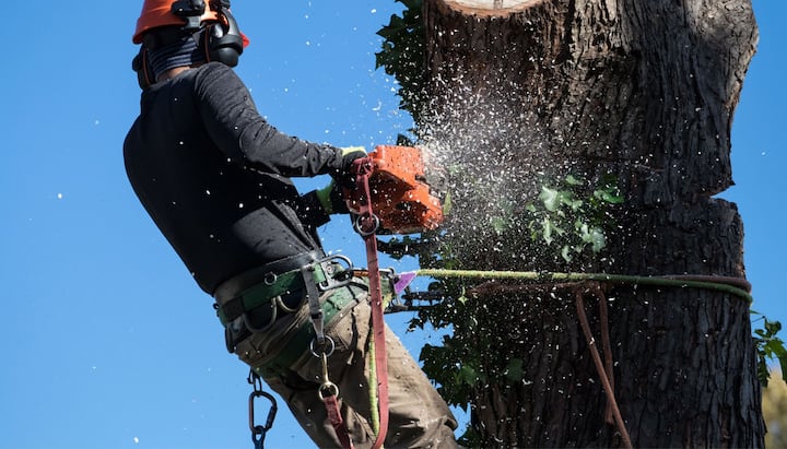 andover tree service